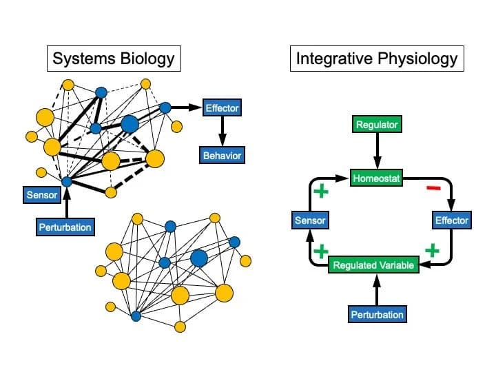 Systems Biology vs. Integrative Physiology